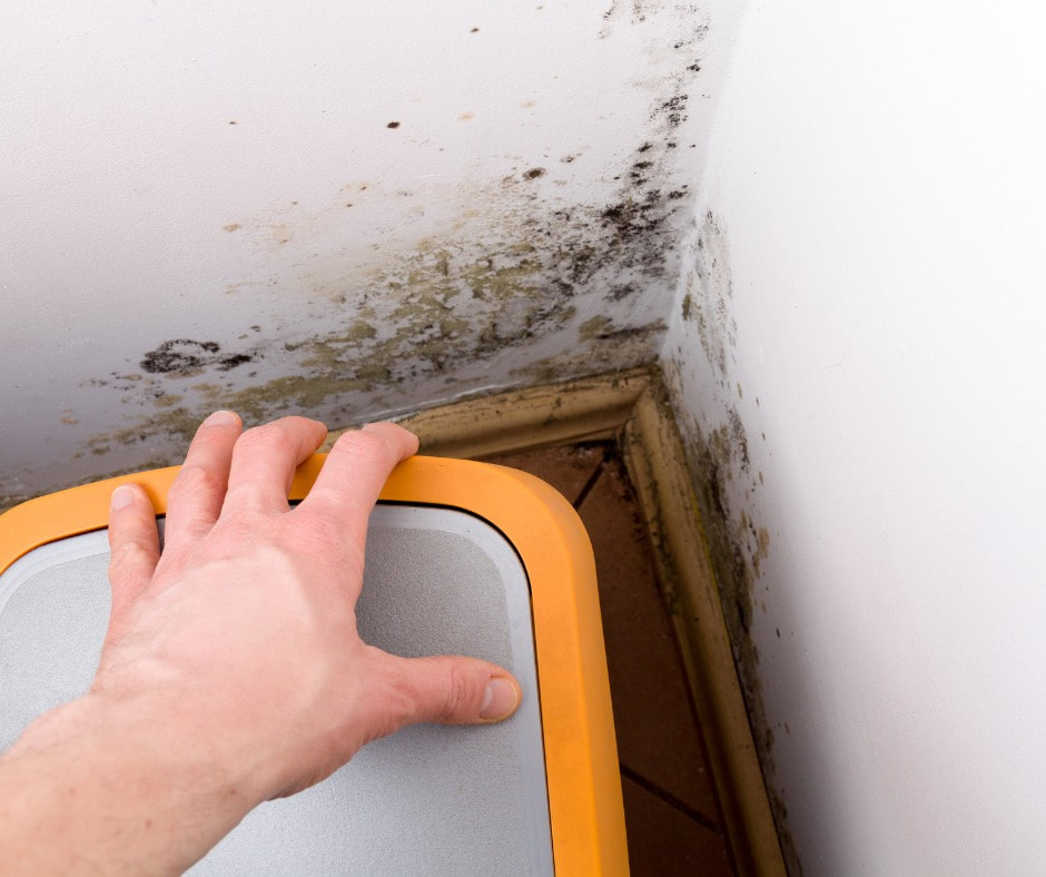 Mold seen in home